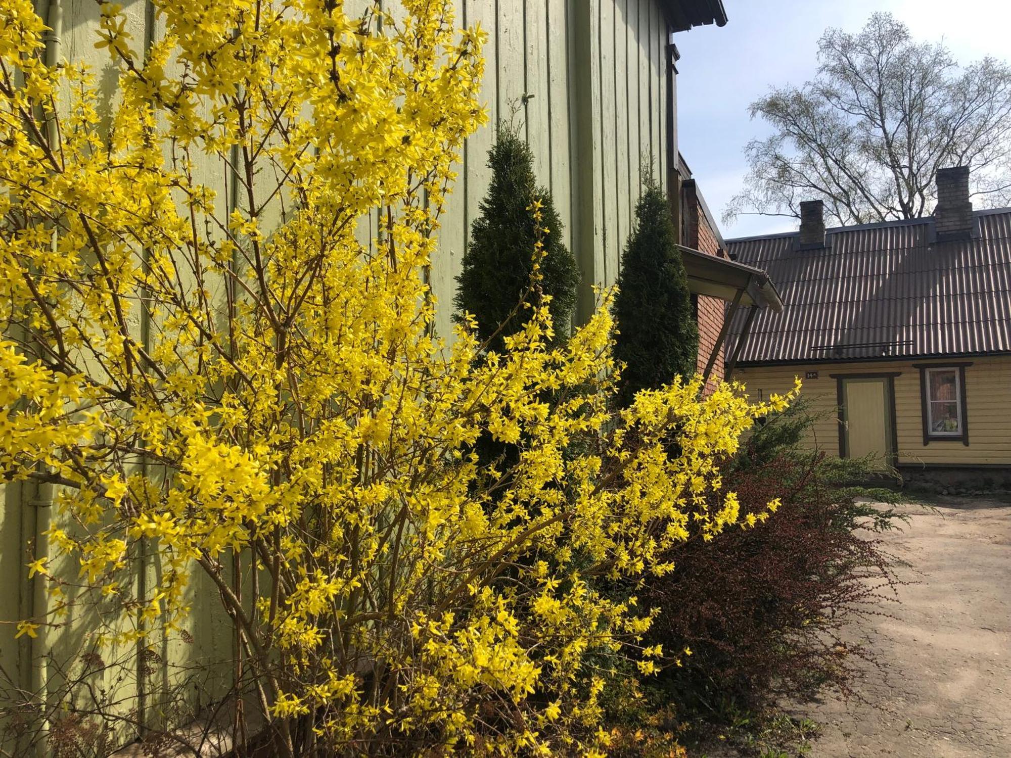 Lille Lux Apartment Viljandi  Zewnętrze zdjęcie